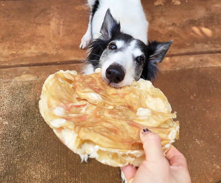 tremenda_frisbee